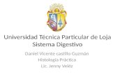 Diapositivas de digestivo cefálico daniel castillo.pptx   copia