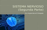 Sistema nervioso (segunda parte)