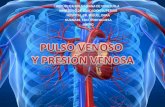 Pulso Venoso y Presion Venosa