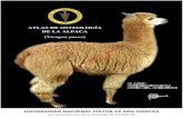 Atlas de osteología de la alpaca adulta. Perú.