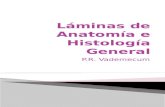 Láminas de anatomía e histología general