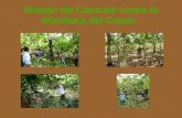 Rehabilitación de cacaotales en nicaragua