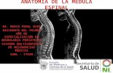 Medula espinal anatomía y patología