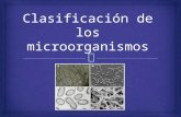 Clasificación de los microorganismos.