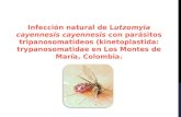 Infección natural de lutzomyia cayennesis cayennesis con parásitos