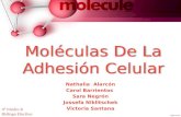 Moléculas de adhesión celular