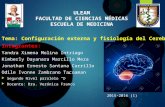Configuración externa y fisiologia del cerebelo
