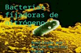 Bacterias fijadoras de nitrógeno