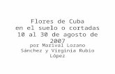 Flores de Cuba en el Suelo o cortadas 10 al 30 Agosto 2007