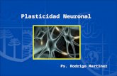 Plasticidad neuronal