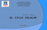 Presentacion ciclo celular jr