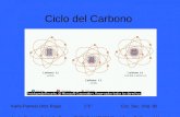 Biología exp046 ciclo del carbono 1