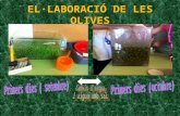 Preparació de les olives 3er B