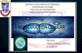 Reproduccion celulartomascamacho12838371