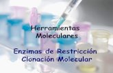 Lab enzimas restriccion y clonacion
