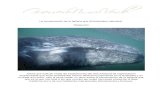 La conservación de la ballena gris