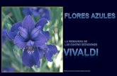 Vivaldi Y Las Flores Azules