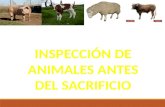 Inspeccion de animales