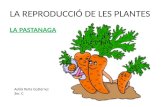 La reproducció de les plantes la pastanaga