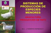 Anacultura produccion de pato