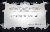Presentacion sistema muscular