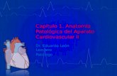 2. aparato cardiovascular 1