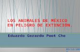 Animales de México en peligro de extinción