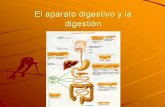 El aparato digestivo y la digestión 5° grado  b