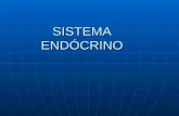 14 sistema endócrino