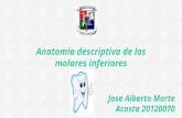 Anatomía descriptiva de los molares inferiores