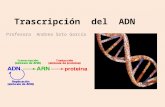 Trascripción  del  ADN