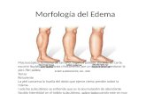 Morfología del Edema.pptx