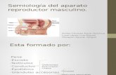 Semiología Del Aparato Reproductor Masculino