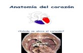 Anatomía Del Corazón (1)