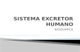 Sistema Excretor Humano