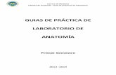 Guías de Práctica de Laboratorio de Anatomía primer semestre.pdf