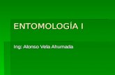 Entomología I- clases_morfología.ppt