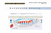 Guía de Biología Pedro Valdivia