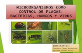 Microorganismos Como Control de Plagas