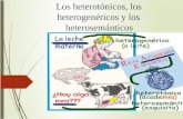 Los Heterotónicos, Los Heterogenéricos y Los Heterosemánticos (Aulão)