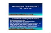 Morfologia de Hongos y Levaduras