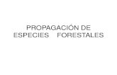 Propagación de Especies Forestales