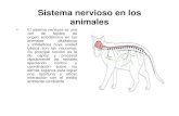 Sistema Nervioso General de Animales