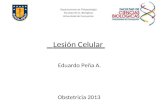 1 Lesion Celular Obstetricia 2013l
