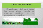 Presentación Ciclo Del Carbono