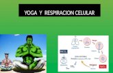Yoga y Respiracion Celular