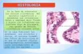 histología del endomitrio