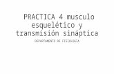 PRACTICA 4 Musculo Esquelético y Transmisión Sináptica