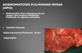 Adenomatosis Pulmonar Ovina_2014
