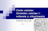 13 14 Ciclo Celular. Mitosis